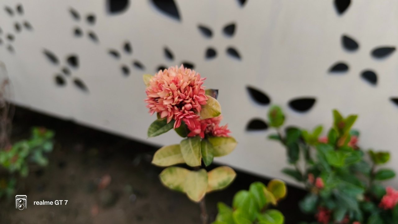 Realme Gt 7 crisp style