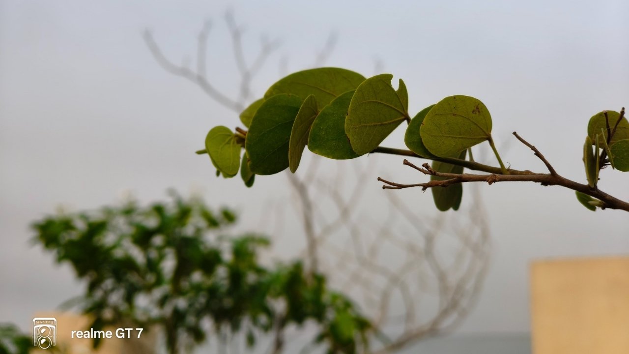 Realme Gt 7 portrait