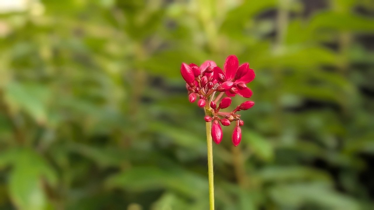 Pixel 10 Pro XL portrait